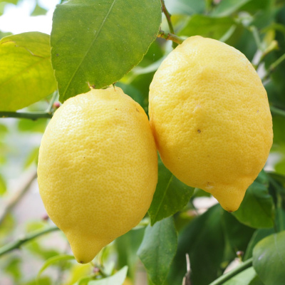 Ganzjahreszitrone "Citrus Limon"