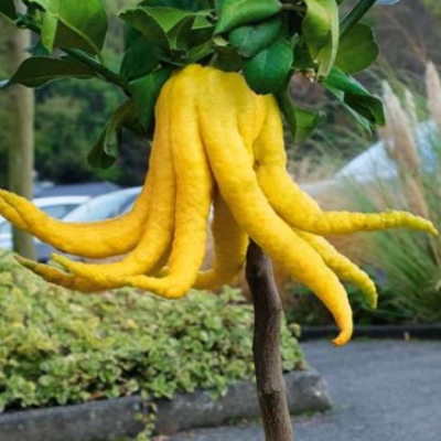 Buddhas Hand "Citrus Medicus"