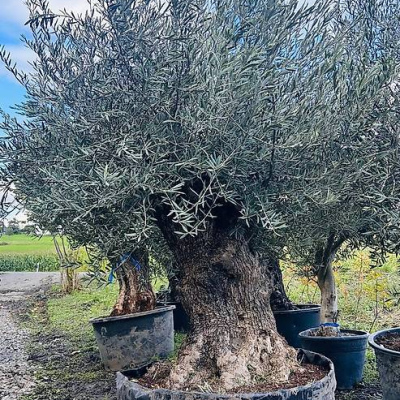 Olivenbaum "Ein Baum mit Geschichte"