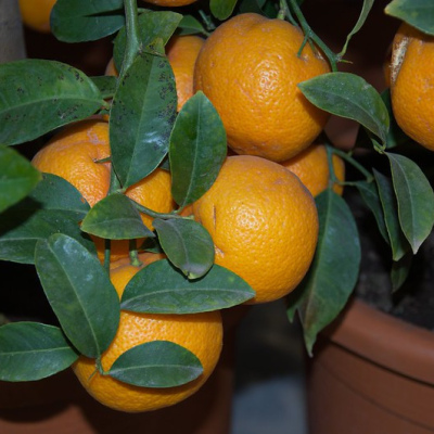 Volkamerzitrone "Citrus Volkameriana"