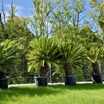 Japanischer Sago Palmfarn "Cycas revoluta"